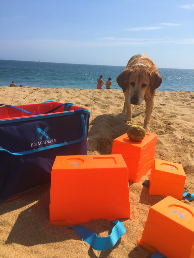 Beachmate pup