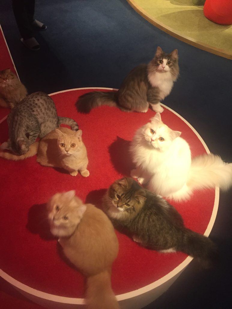 MoCHA Cat Cafe Tokyo