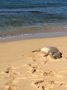 Seals on Poipu Beach